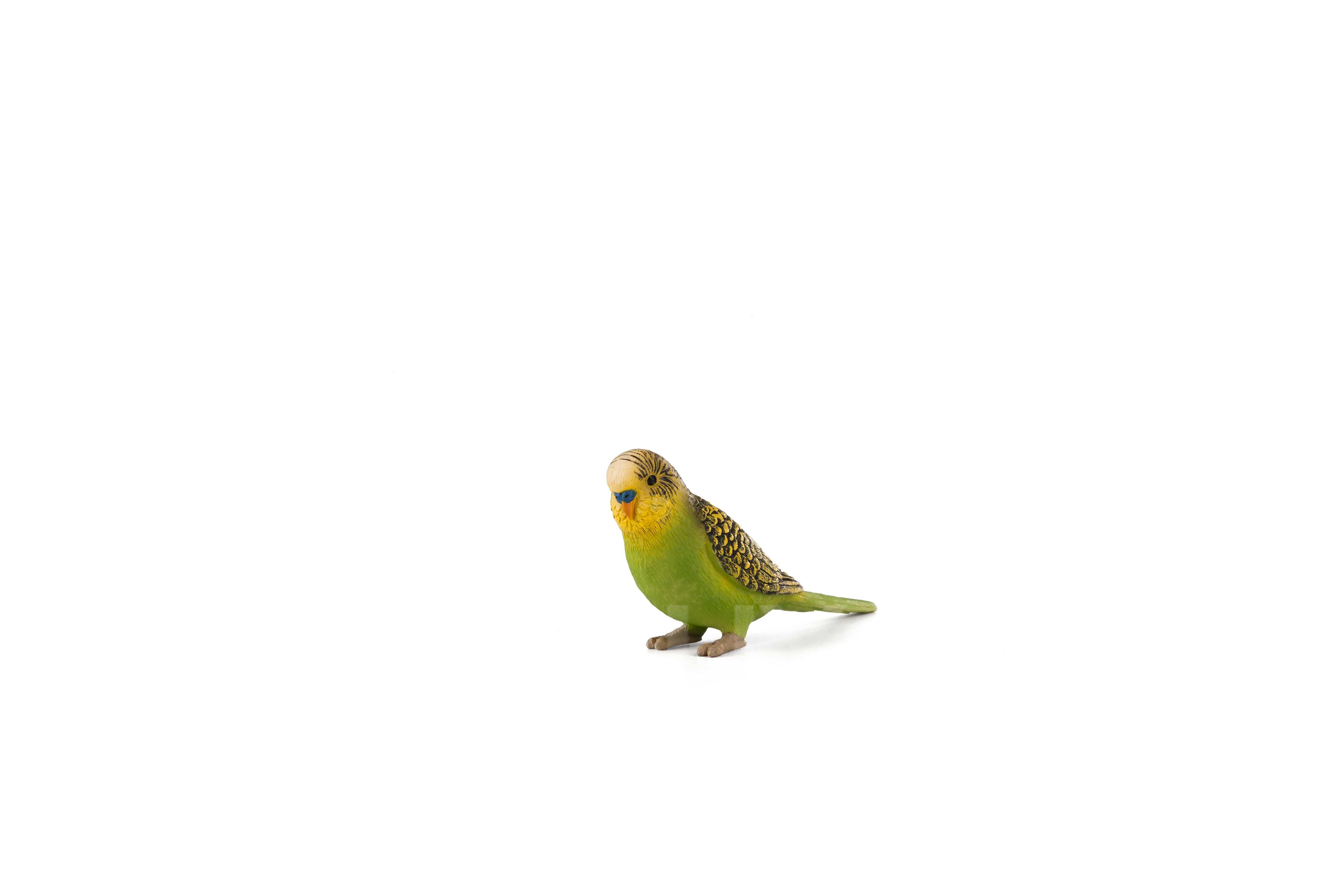 Budgerigar Green